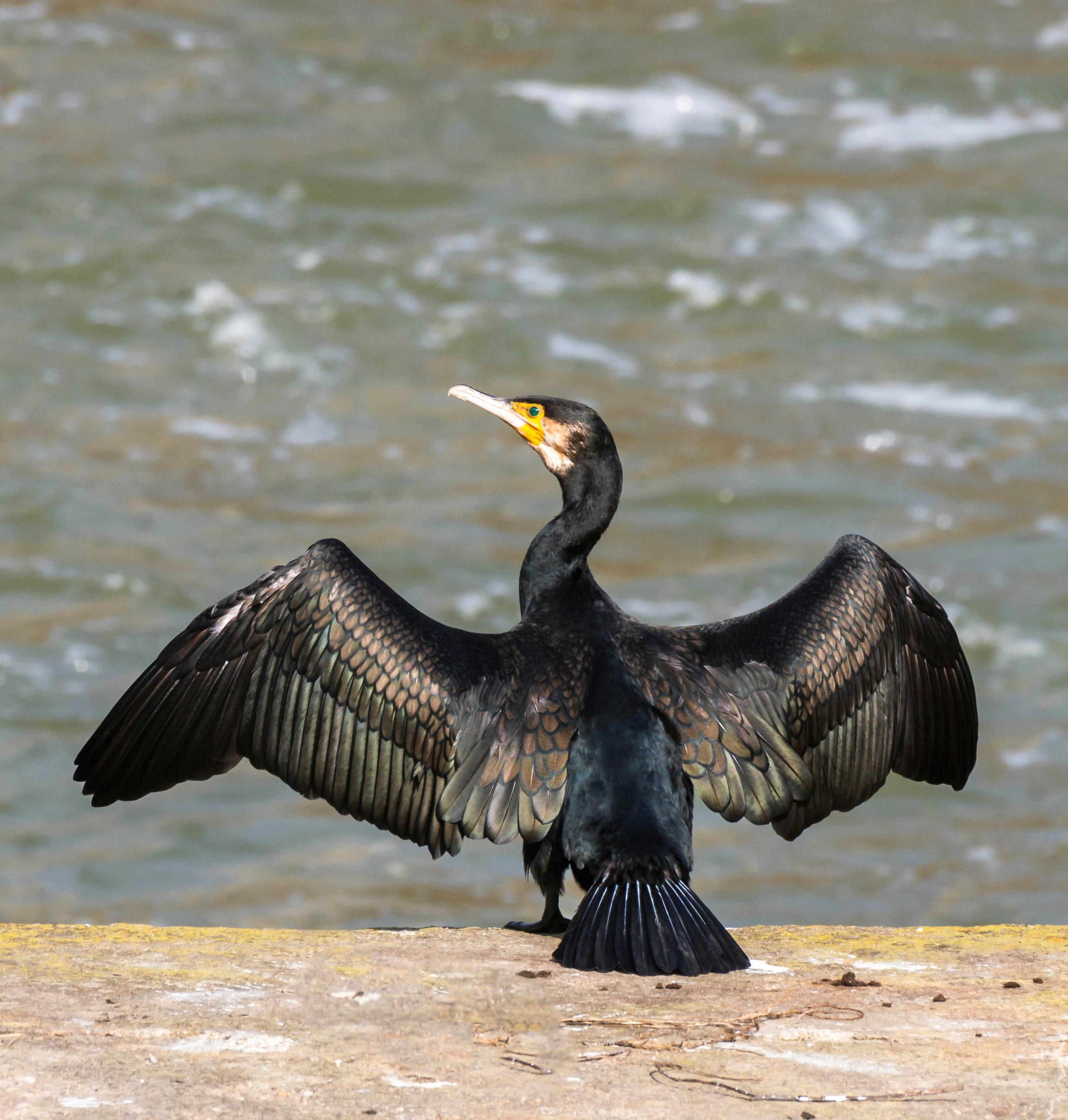 Oiseau 1