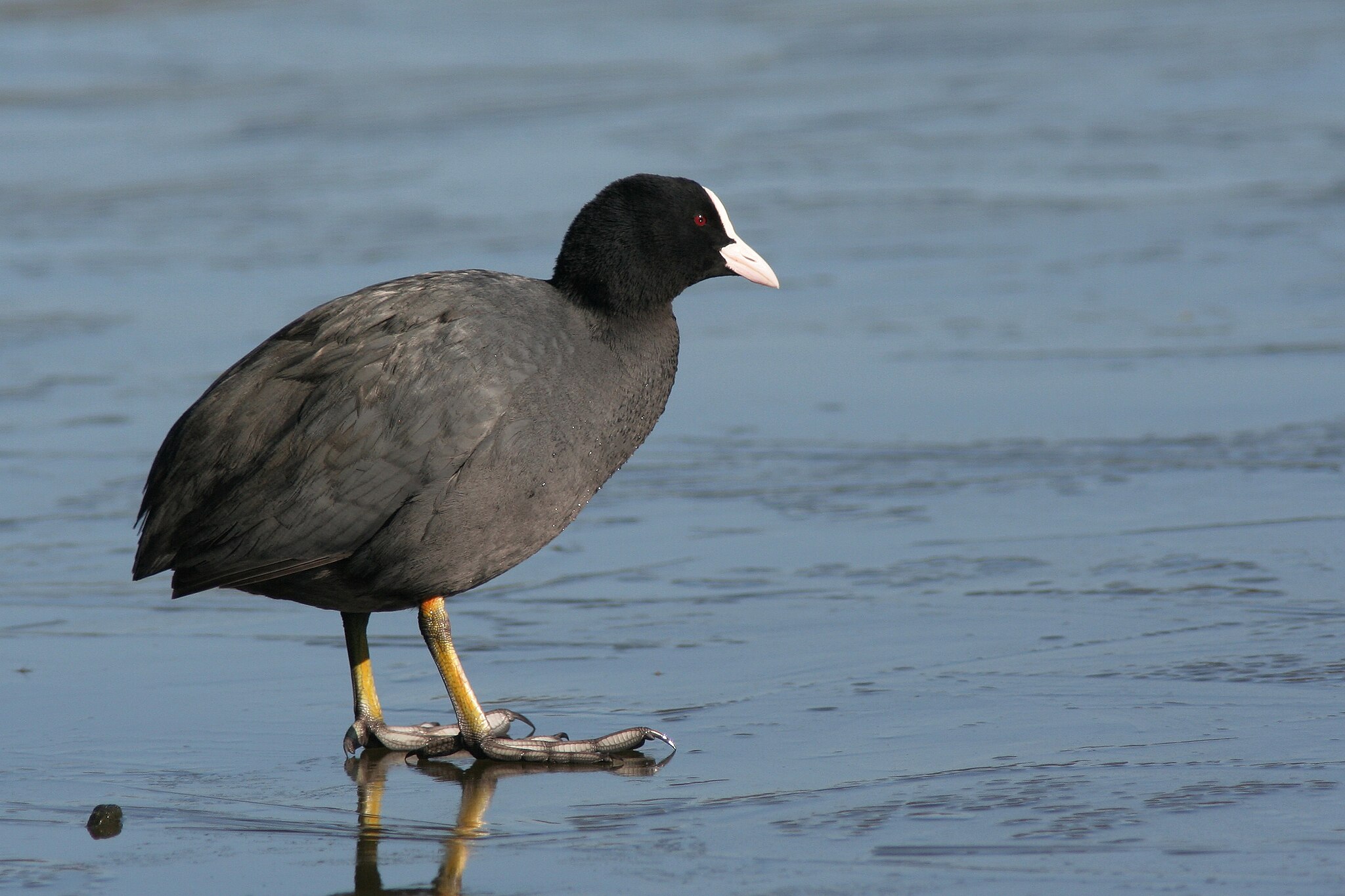 Oiseau 3