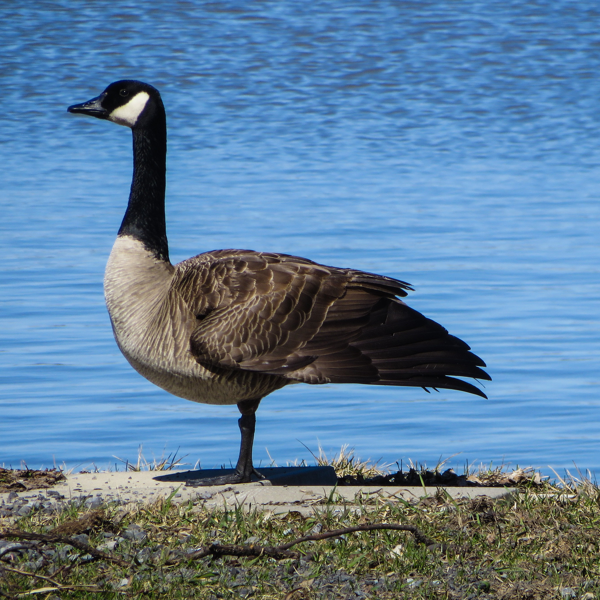 Oiseau 5