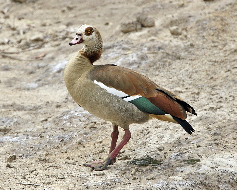 Oiseau 5