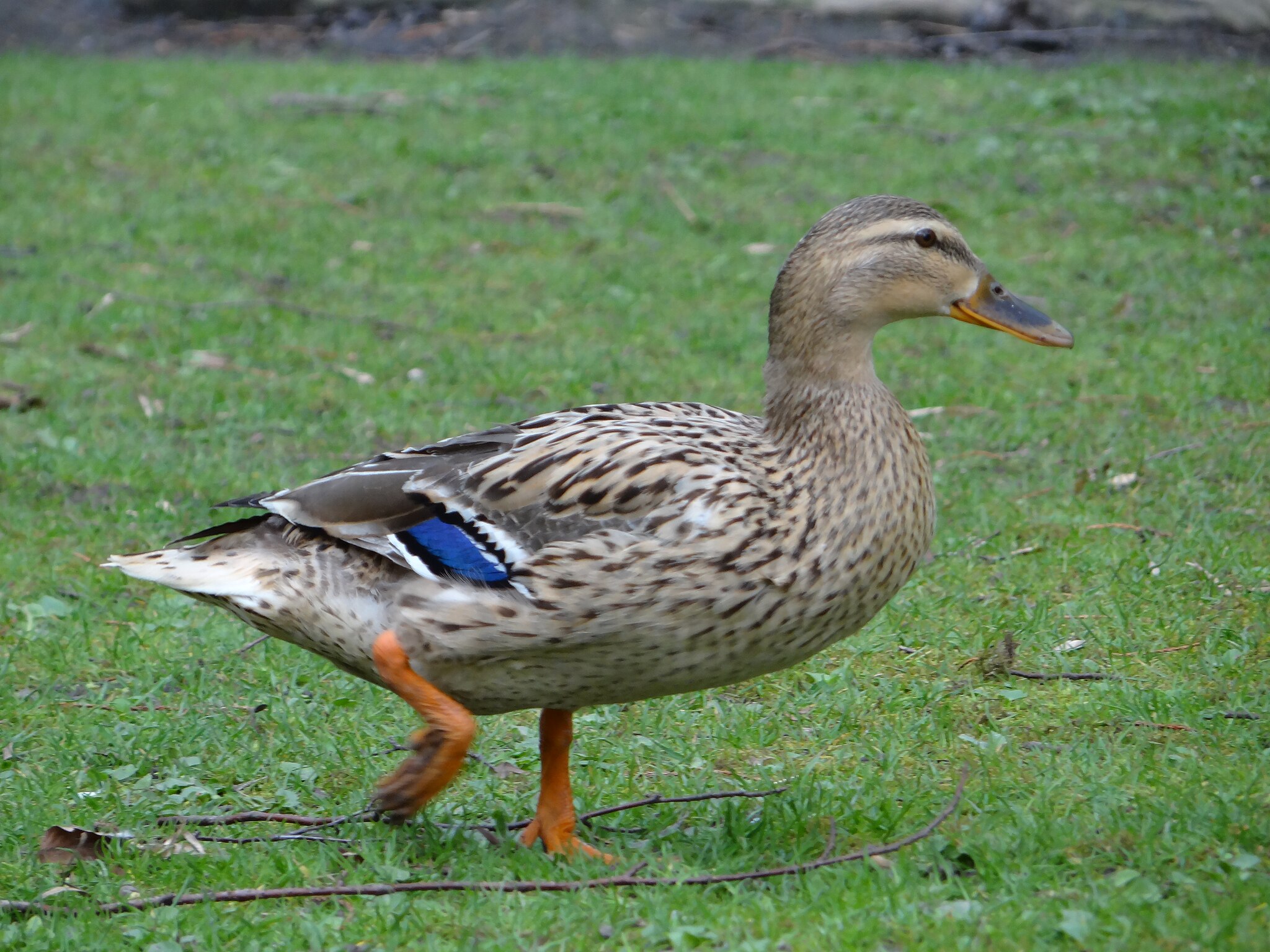 Oiseau 5