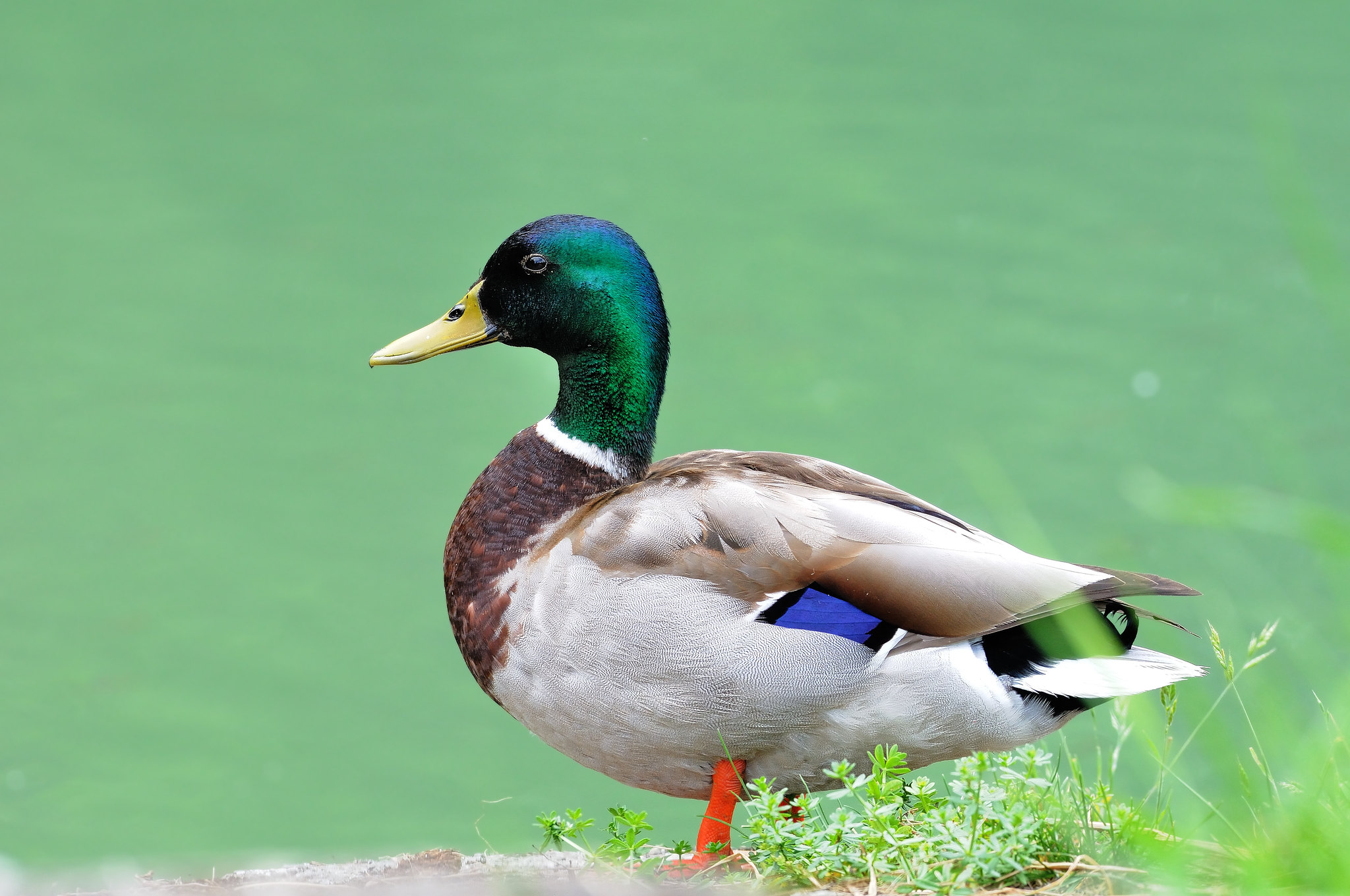 Oiseau 5