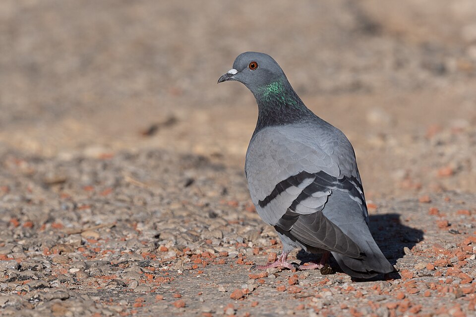 Oiseau 5