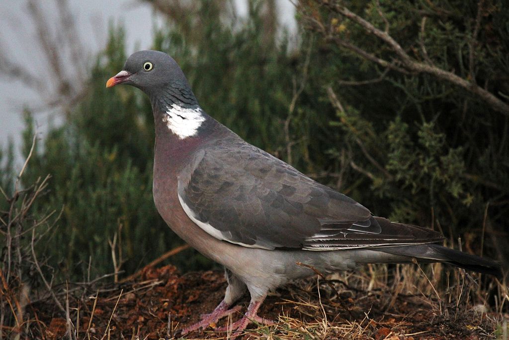 Oiseau 5