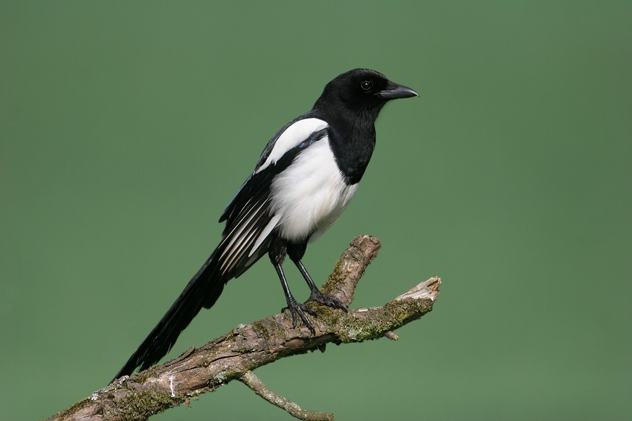 Oiseau 5