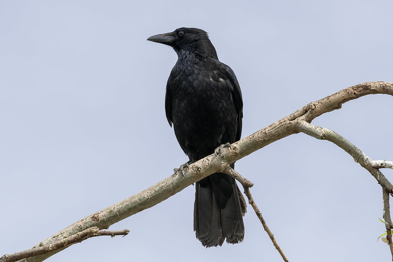 Oiseau 5