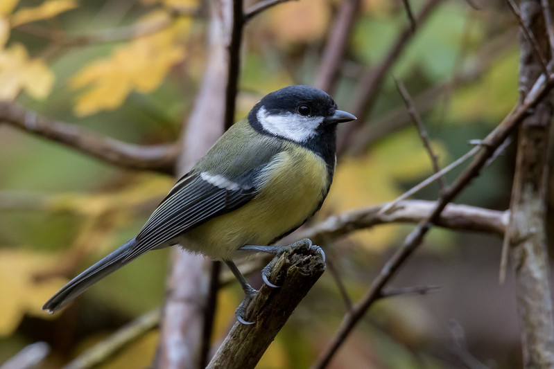 Oiseau 5