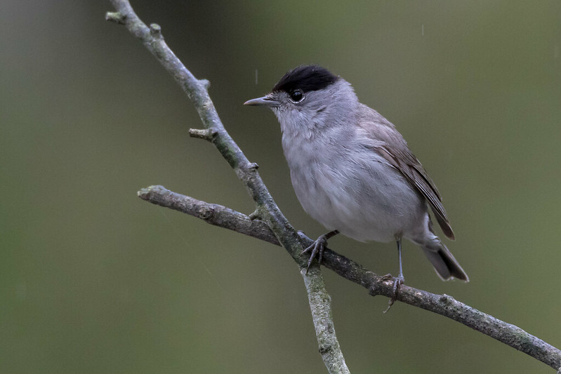 Oiseau 18